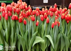 Tulipa Denmark ® (2)